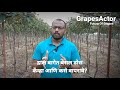 द्राक्ष बागेत बेसल डोस कधी आणि कसे वापरावे बेसल डोस besal dos @grapesactor