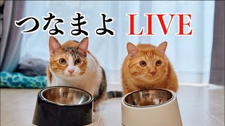 つなまよLIVE（今年もあとわずか…）