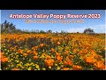 Beautiful Poppy Blooming| Antelope Valley Poppy Reserve