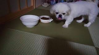 Pekingese eats rice ペキニーズがご飯を食べる♪