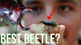 The Stag Beetle: Everything You Need To Know!