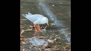 Gulls produce vibrations that mimic the sound of raindrops which entices worms to the surface