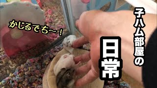 子供ハムスターたちになついてもらうために戯れます【ジャンガリアン】