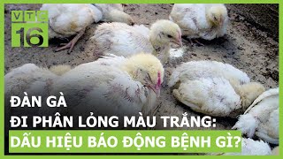 Đàn gà đi phân lỏng màu trắng: Dấu hiệu báo động bệnh gì? | VTC16