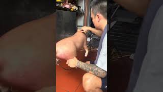 Lợn quay lạng sơn cách lấy mầu đi nhiệt cho ae chưa biết