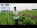 aaj hamne Bahot barish🌧️ me guvar🌿 nikala|Dharmesh P vlogs