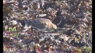 Baird's Sandpiper