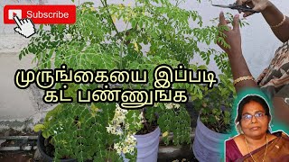 மாடியில் முருங்கை வளர்ப்பது எப்படி ? | How to grow drumstick tree on terrace #terracegarden #health