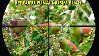 BERBURU BURUNG PUNAI SAAT MUSIM POHON BERBUAH SANGAT MELIMPAH