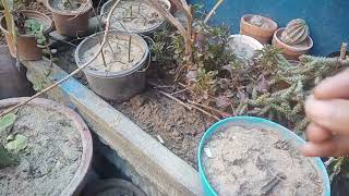 سوکھے ہوئے پودے کو کیسے بچائیں     #easygardeningwithtalha #talhasgardeningtips #gardeningwithtalha