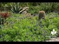 Why Bluebonnets Turn White or Red |Daphne Richards |Central Texas Gardener