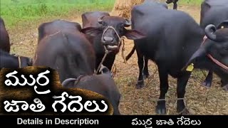 ముర్ర జాతి గేదెల అమ్మకం || Murra Buffaloes for sale || Buffalo market Telangana || Murra Buffaloes