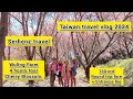 Sakura! Cherry Blossom | DIY Taiwan Travel Vlog 2024 | Wuling Farm National Farm Taiwan