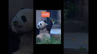 #熊猫 #panda 小五这是担心莽仔会来抢吗 😂😂