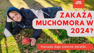 Muchomor czerwony - zakazany grzyb od 2024 roku?