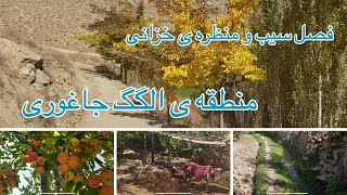 ‎منظره ی خزانی و فصل سیب  در منطقه ی الگگ جاغوری Fall view and Apple harvesting,  in Algak Jaghuri