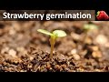 Strawberry germination time-lapse