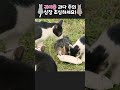 주의 귀여움 한도초과 ㄷㄷ 고양이 고양이영상 귀여운 shorts