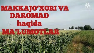 Makkajo‘xori  va daromad haqida ma'lumot