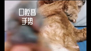 八蛋助眠｜无人声｜纯纯口腔音｜可可的手势｜视觉触发｜快乐助眠日记