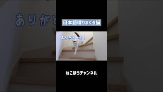 日本語を喋りながら登場する天才猫w #shorts