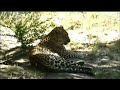 leopard relaxing 21 feb 2011 kruger sightings