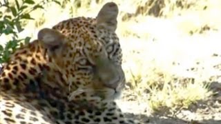 Leopard Relaxing - 21 Feb 2011 - Kruger Sightings