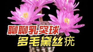 第507弹：聊聊乳突球属仙人球多毛黛丝疣Mammillaria theresae f. polytomica