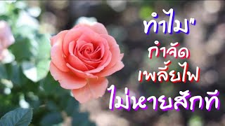 ทำไมถึงกำจัดเพลี้ยไฟไม่หายสักที | EP.252 | คนบ้ากุหลาบ