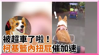 柯基不爽被超車！車籃內狂甩短腿扭屁股加速｜寵物動物｜柯基犬｜車神