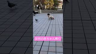 鳩を追いかけたら突然赤ちゃん帰りした２歳児😂