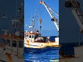 shark deep seafishing fishing vessel operations shark fishing marine ecology fishery resou