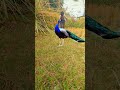 Viral # peacock in forest# of dean and #leopord attack# on my own#cutebirds #❤💯