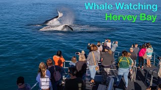 Whale Watching Hervey Bay