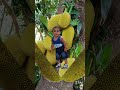 fresh fruit jackfruit tree kid short trending viralfruit viralvideo shortvideo freshfruitjackfruit