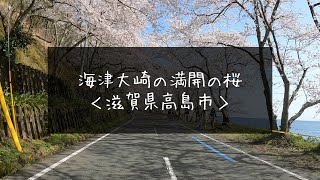 海津大崎の満開の桜をドライブしてみた【滋賀県】