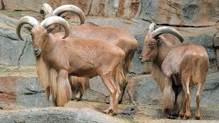 Mountain Goat Expedition Adaptations And Habitat O...