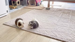 張り切っておやつ待ち（ノーカット）【モルモット】　Until guinea pig brothers get a snacks