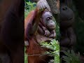 orangutans can do magic watch sari and kendari do it shorts funnyvideo orangutans funnyanimal zoo