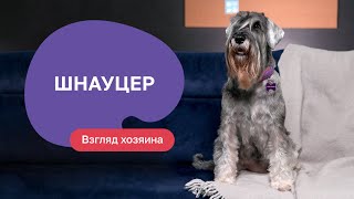 Шнауцер — все о породе, плюсы и минусы — шоу «Ожидание/реальность»