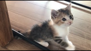 天使のような子猫を保護した話