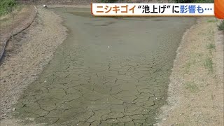 ニシキゴイ生産者 水不足で「井戸水が出ない…」 越冬するための“池あげ”に影響も【新潟・長岡市】 (23/09/05 18:52)