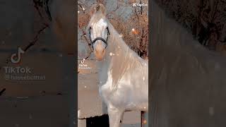 One of the Most Beautiful Horses in the World, Beautiful Horse Breed, White Horse Most Favorite