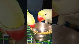 In bejubano ko 🤗🤗😋😋#viral#comedy#funny#short #parrotvideo