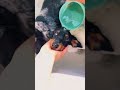 BATH TIME FOR 8 WEENIES! #viral #dog #dachshund #cute #shorts