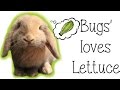 Bugs' Loves Lettuce!