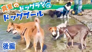 【柴犬 もみさん】（ドッグラン）ドッグプール！さみしさを乗り越えて皆で入ると楽しいね『後編』Shiba Inu Momisan   plays in the pool with friends