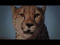 cheetah documentary cheetah eyes sharp vision in a world of speed cheetah eyes