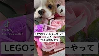 次流行る？LEGOフィルターやってみた🤔# 犬のいる暮らし #チワワ #dog #lego