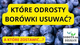 Które przyrosty borówki usuwać?